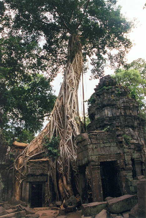 038_siem_reap__ta_prohm.jpg