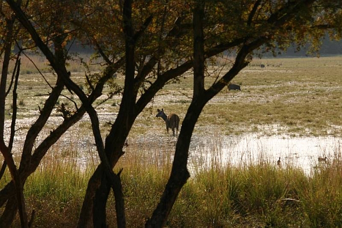 077_Ranthambore_Nat_Park.JPG