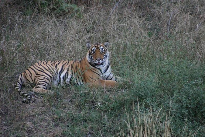 086_Ranthambore_Nat_Park.JPG