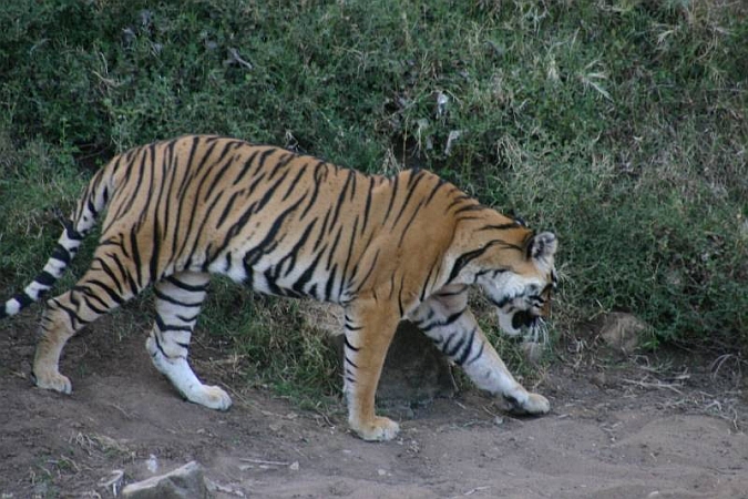 092_Ranthambore_Nat_Park.JPG