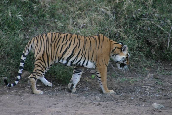 093_Ranthambore_Nat_Park.JPG