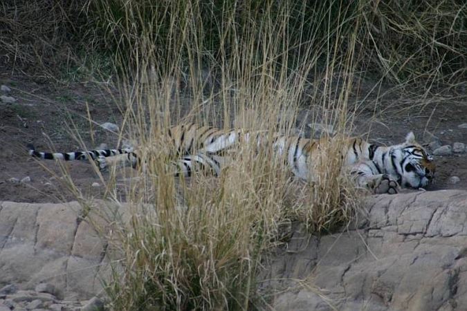 094_Ranthambore_Nat_Park.JPG