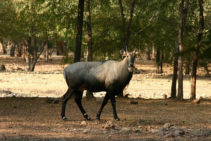 096_Ranthambore_Nat_Park.JPG