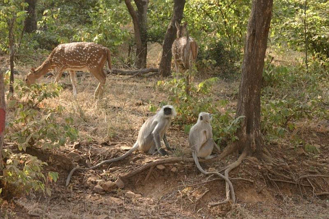 101_Ranthambore_Nat_Park.JPG