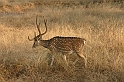 075_Ranthambore_Nat_Park