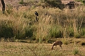 078_Ranthambore_Nat_Park