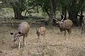 080_Ranthambore_Nat_Park