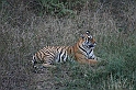 084_Ranthambore_Nat_Park