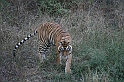 090_Ranthambore_Nat_Park