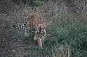 091_Ranthambore_Nat_Park