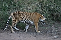 093_Ranthambore_Nat_Park