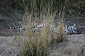 094_Ranthambore_Nat_Park