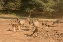 097_Ranthambore_Nat_Park