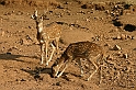 098_Ranthambore_Nat_Park